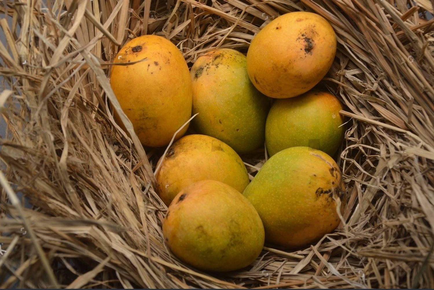 Alphonso Mango
