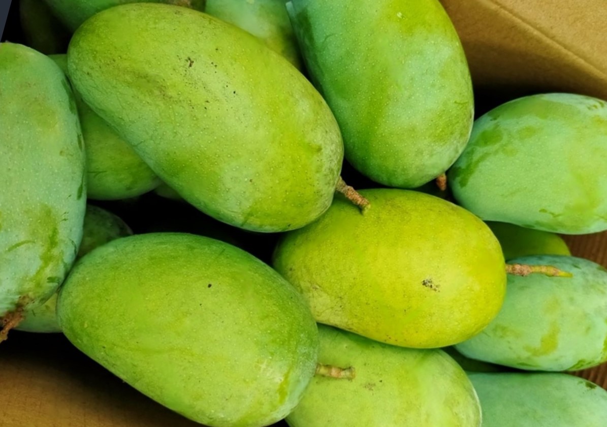 Kesar Mango
