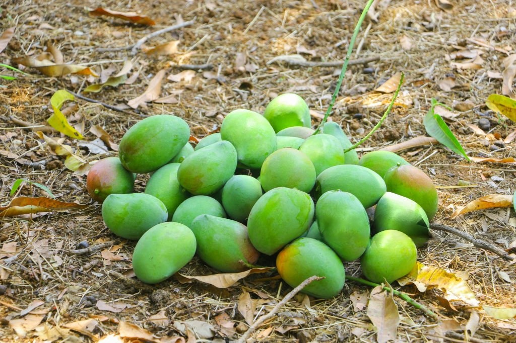 Mango Harvesting