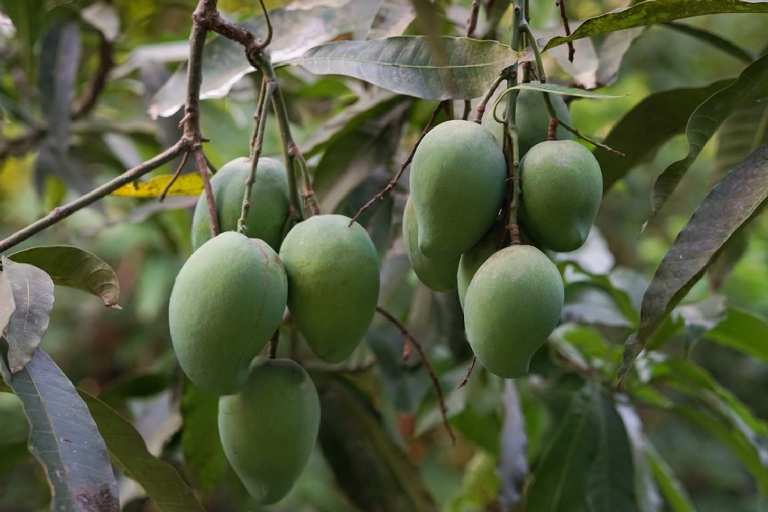 Langra Mango